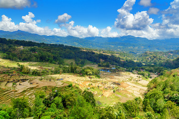 Obraz premium Green rice field in Tana Toraja
