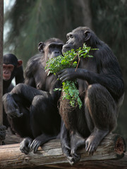 Fototapeta premium chimpanzee family