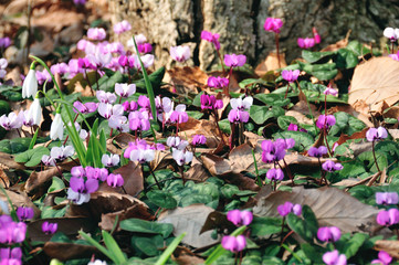 群馬県高崎市　高崎クリスマスローズガーデン　コウム