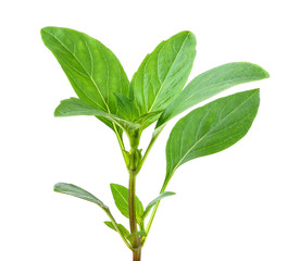 Sweet basil leaves on white background