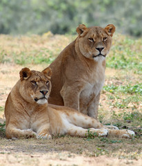 Obraz na płótnie Canvas Two lionesses