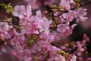 河津桜
