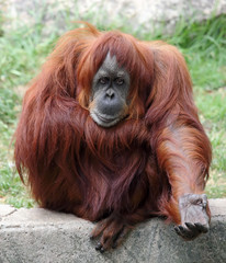 Orangutan © leonidp