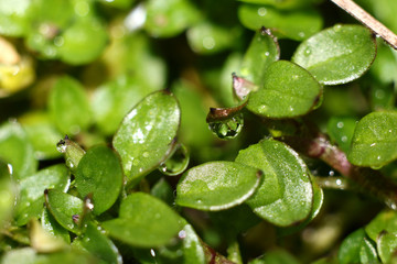 трава, роса, почки, росток