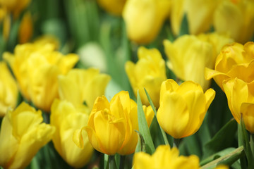 Obraz premium colorful tulip flower