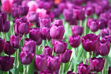 colorful tulip flower as background.