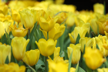 Obraz premium colorful tulip flower as background.