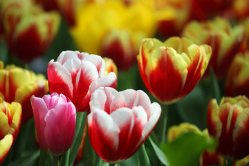 colorful tulip flower as background.