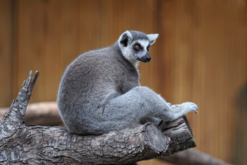 Ring-tailed Lemur