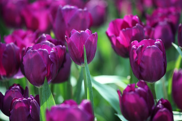 colorful tulip flower