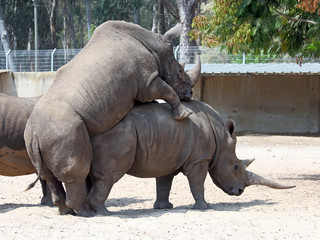 Fototapeta premium rhinoceros mating