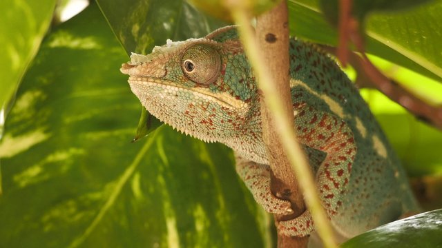 cam&eacute;l&eacute;on