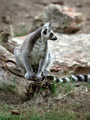 Fototapeta premium lemur