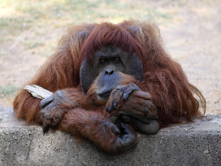 Orangutan