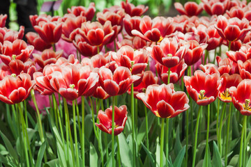Beautiful spring flowers.  Colorful tulips
