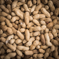 fruits of groundnut