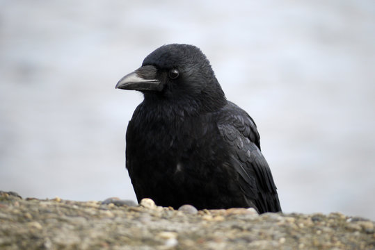 Crow sitting on a rock