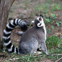 Lemur