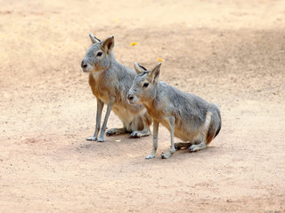 Patagonian mara