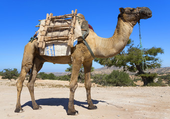 Camels in Sahara Desert, Africa