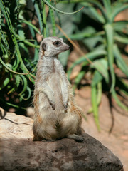 suricatta