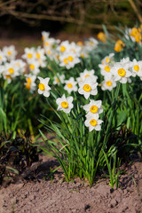 narcissus flowers