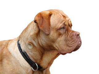 dogue de bordeaux
