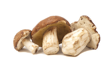 mushrooms isolated on white background