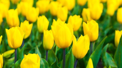 yellow tulips