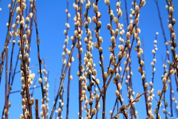 blühende Weiden (Salix spec.)