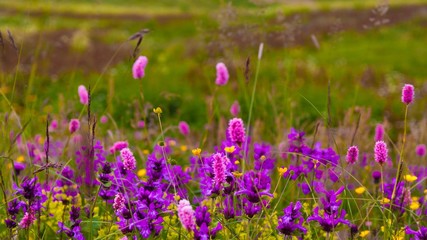 Obraz premium wildflowers