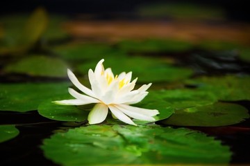 waterlily flower