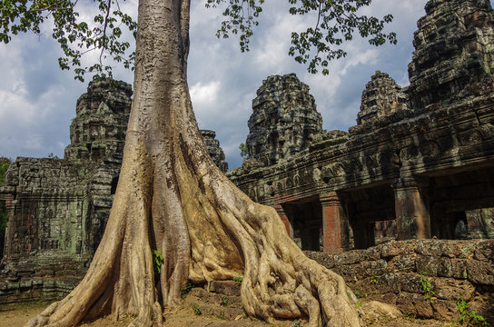 Trees growing through the ruins of Ta Prohm Temple at Angkor Wat in Cambodia