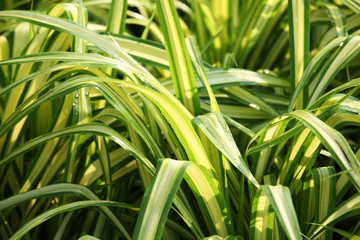 pandanus palm foliage