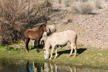 Wild horses Reflected in River