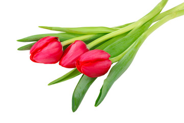 red tulips