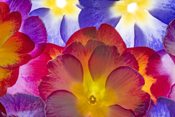 Obraz na płótnie Canvas colorful primroses - flowers background macro