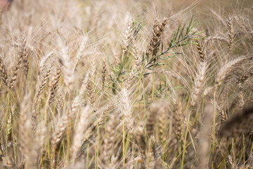 golden wheat field and sunny day