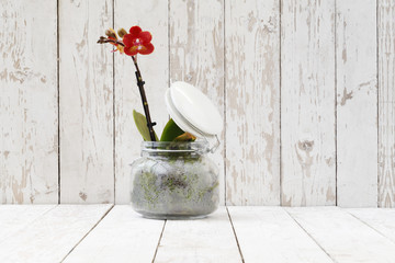 red orchid in glass pot, on white wooden planks