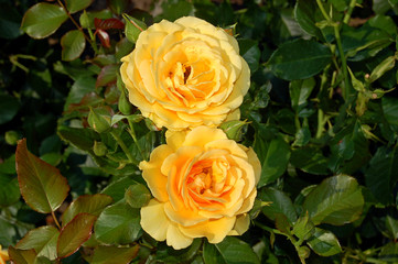 Две  желтых чайных розы. Садовые цветы. Two yellow tea roses. Garden flowers