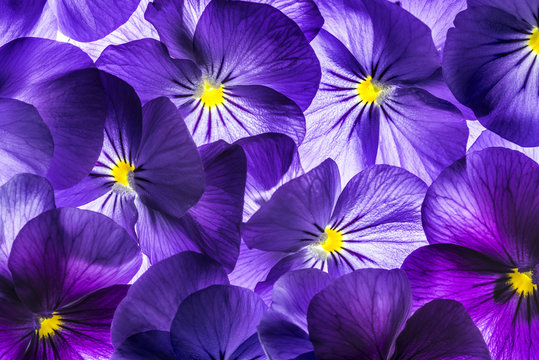 Fototapeta pansy flower close up - flower background