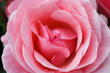 Obrazy  Różowa róża