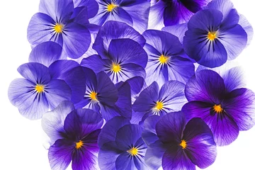 Photo sur Plexiglas Pansies fleur de pensée close up - fond de fleur