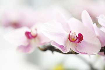 Naklejka na ściany i meble pink orchid flower close up