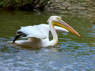 Great White Pelican
