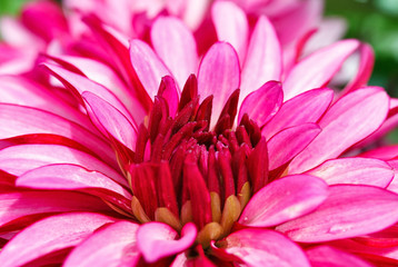Beautiful fresh pink flower heads