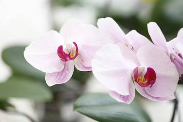 pink orchid flower close up