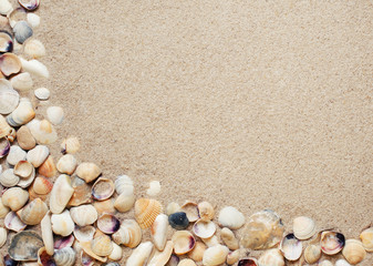 Sea shells on sand. 