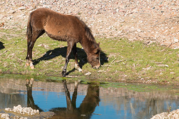 Naklejka na ściany i meble Wild Horse Reflected in River