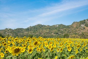 sunflowers farm